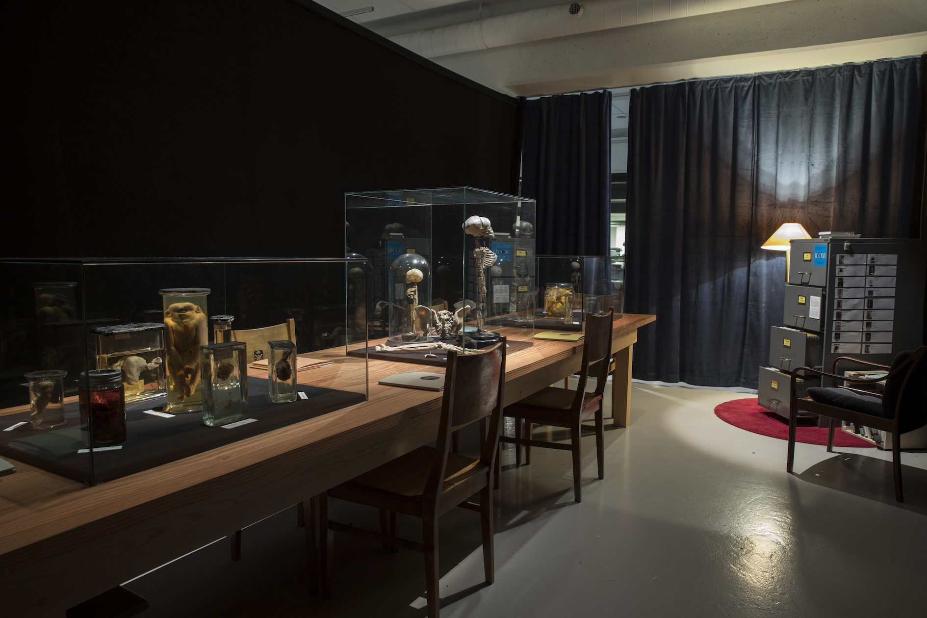 Skjeletter utstilling 14